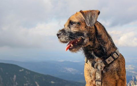 Border Terrier