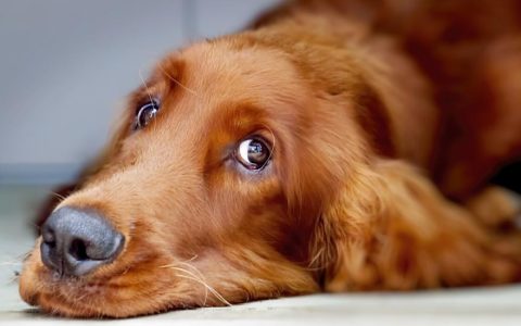 Nystagmus (Unintentional Eye Movement) in Dogs