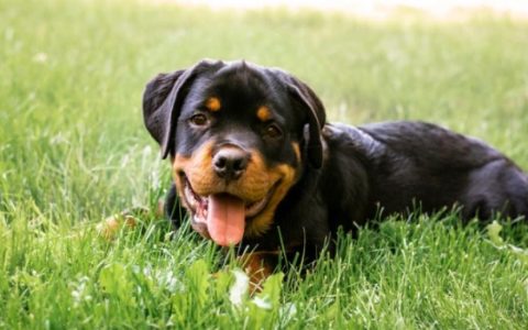 Treating Heartworms in Dogs