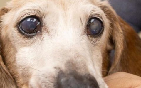 Cloudy Eyes in Dogs