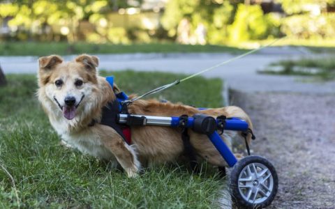 Paralysis in Dogs