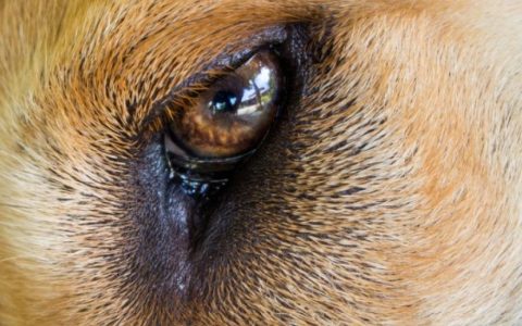 Eye Infection in Newborn Dogs