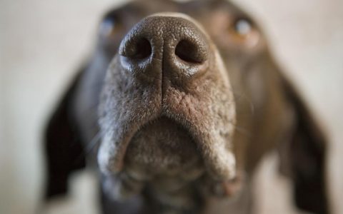 Nasal Dermatoses in Dogs (Dog Nose Skin Issues)