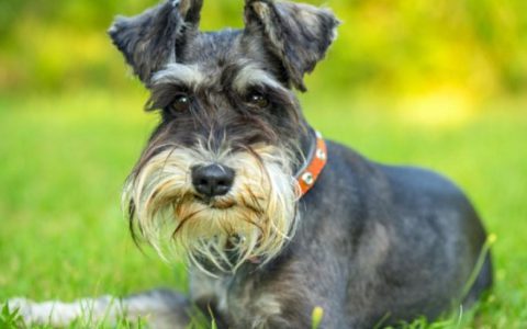 What Causes Pancreatitis in Dogs and How to Treat It