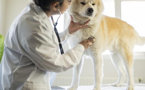 Pulmonic Stenosis In Dogs