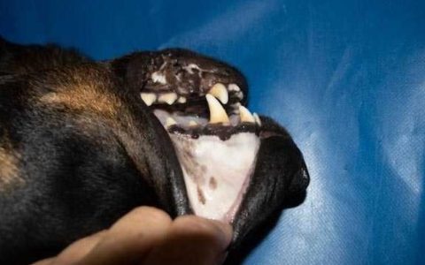 Pale and White Gums in Dogs