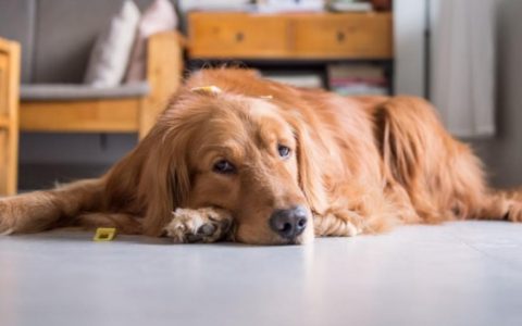 Dog Pooping in the House: Why It's Happening and What To Do