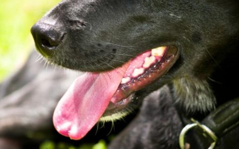 Swallowing Difficulties in Dogs