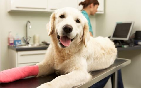 Torn Knee Ligament in Dogs