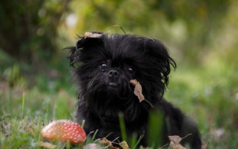 Affenpinscher