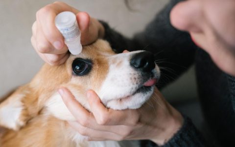 Dry Eye Syndrome in Dogs