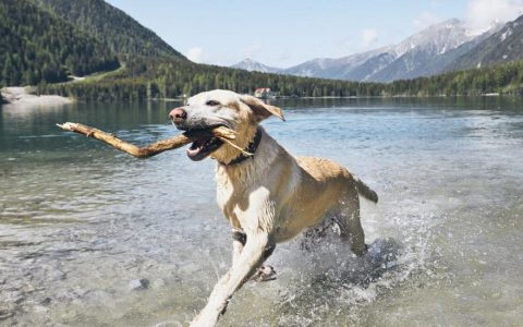 Tick-Borne Disease in Dogs