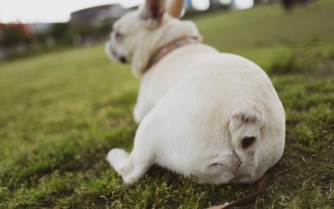 Rectal Prolapse in Dogs