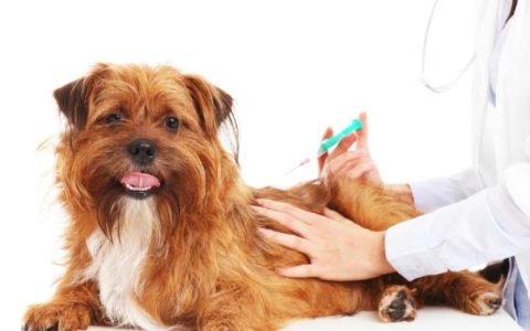 Tumor Related to Vaccinations in Dogs