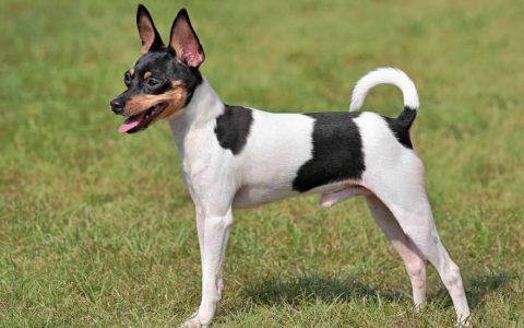 Toy Fox Terrier