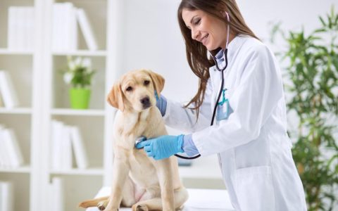 How Much Does Pet Insurance Cost?