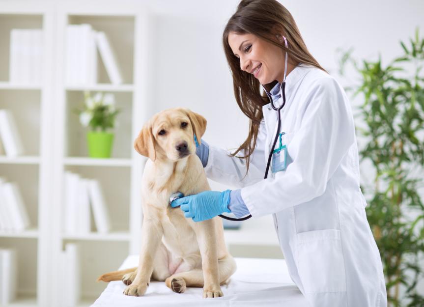 How Much Does Pet Insurance Cost?