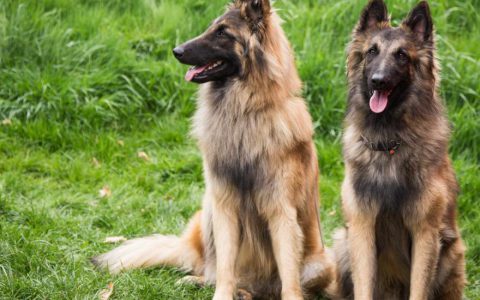 Belgian Tervuren