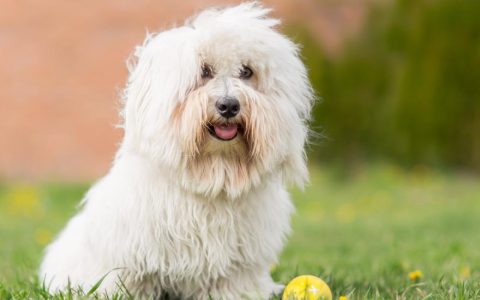 Coton de Tulear