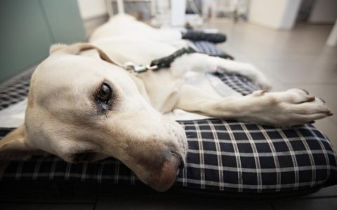 Pulmonary Contusion in Dogs