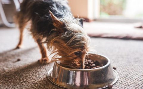 Taurine for Dogs: Do Dogs Need Taurine Supplements?