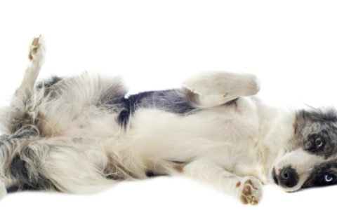 Umbilical Hernia in Dogs