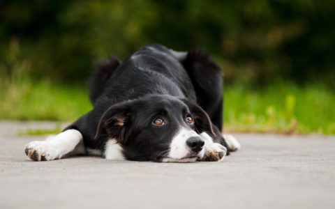 Anxiety and Compulsive Disorders in Dogs