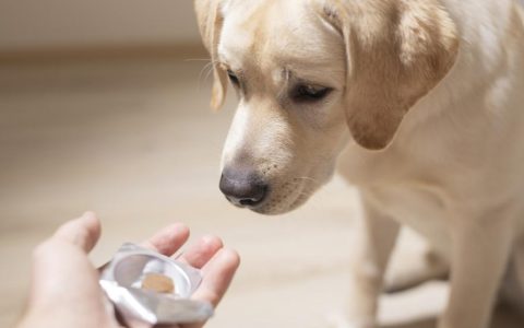 Flea and Tick Medicine Poisoning in Dogs