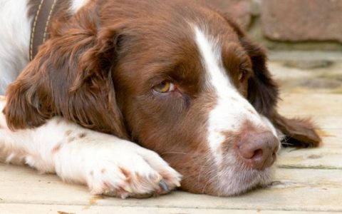 Racoon Disease in Dogs