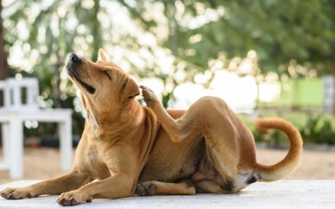 5 Home Remedies for Your Dog’s Itchy Skin