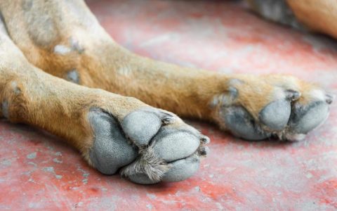 Hyperkeratosis in Dogs