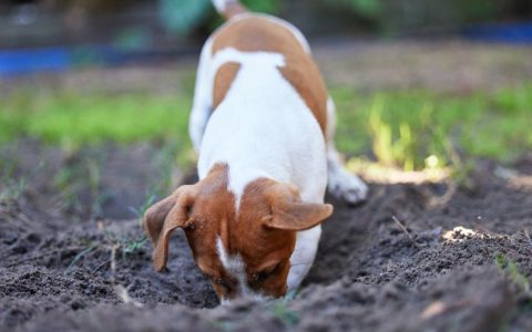 Whipworms in Dogs