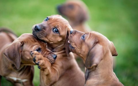 Parvo in Dogs: What To Know About Canine Parvovirus