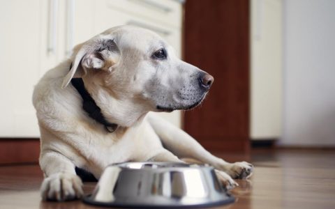 What to Feed Dogs After They’ve Vomited