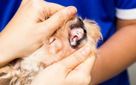 Cyst on the Gums in Dogs