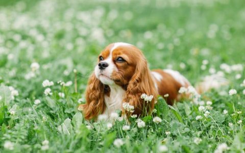 Cavalier King Charles Spaniel