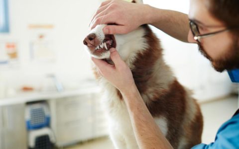 Oral Masses in Dogs