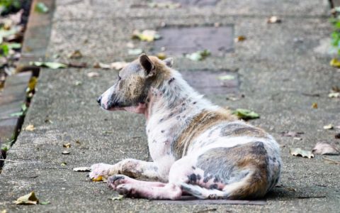 Sarcoptic Mange in Dogs