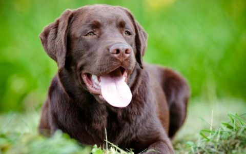 Nerve Disorder Affecting Multiple Nerves in Dogs