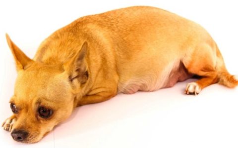 Miscarriage in Dogs