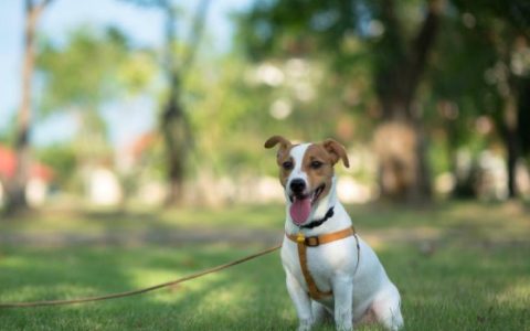 Brain Disorder Due to Liver Disease in Dogs