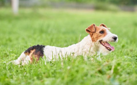 Yeast Infections in Dogs