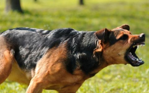 Aggression in Dogs Toward Familiar People