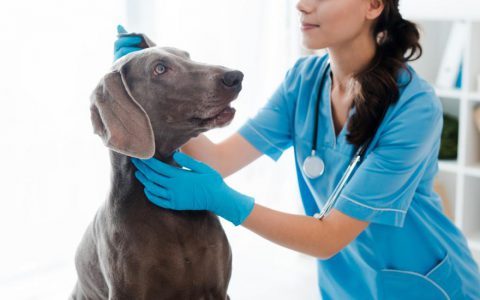 Vestibular Disease in Dogs