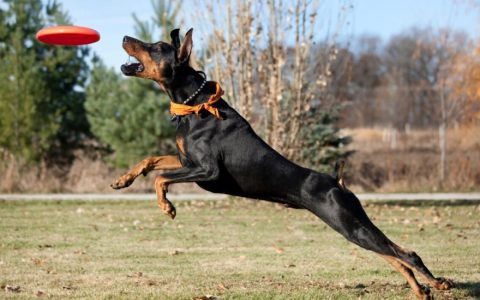 Doberman Pinscher