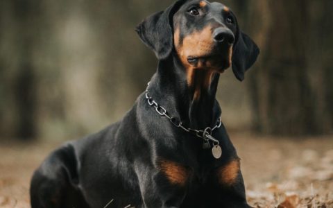 Spasm of the Rear Legs in Dogs / Dancing Doberman Disease