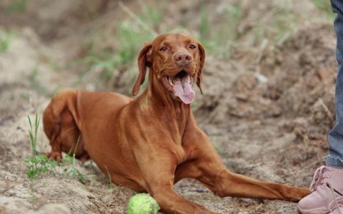 Vizsla