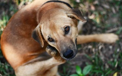 Thrush in Dogs