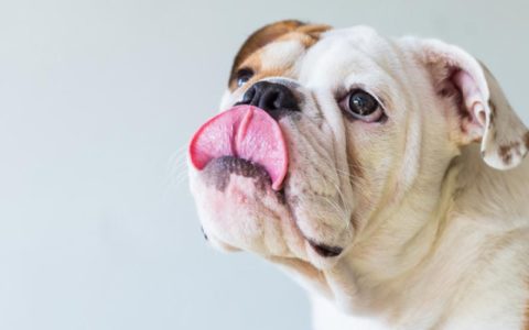 Dry Mouth in Pets: What to Do About It