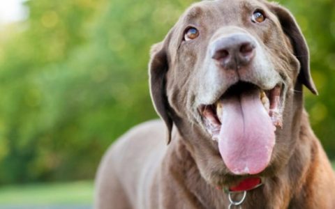 Dog Mouth Cancer: Symptoms, Treatment and Life Expectancy